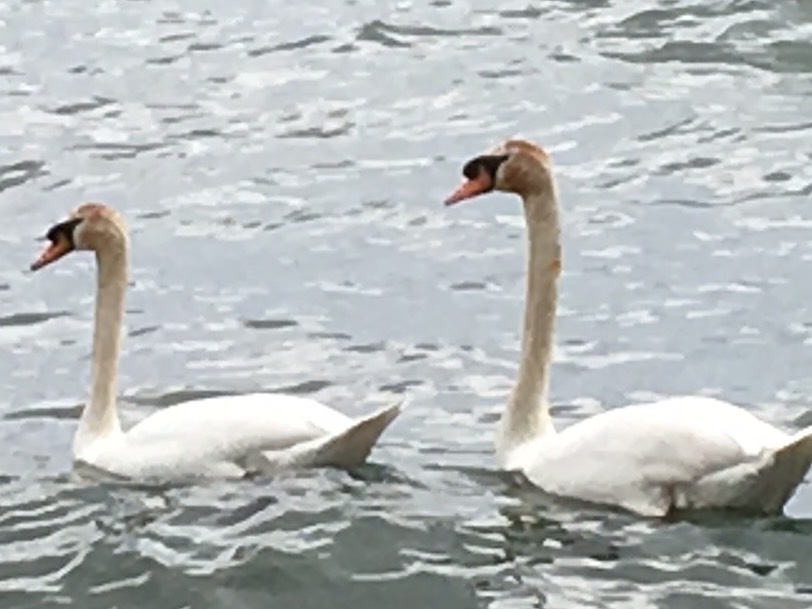 swans